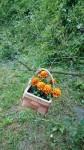 Blumenkorb
